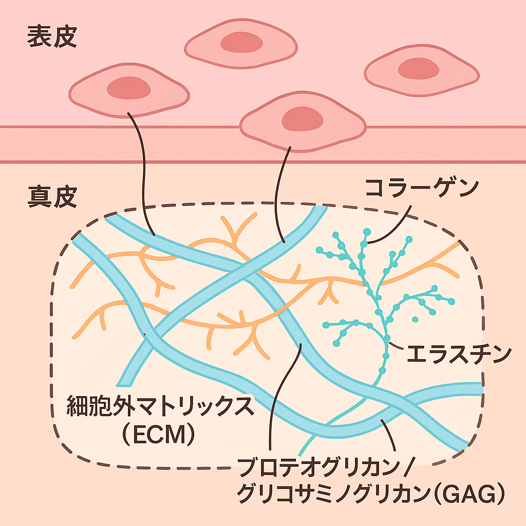 皮膚の真皮層におけるECM構造図