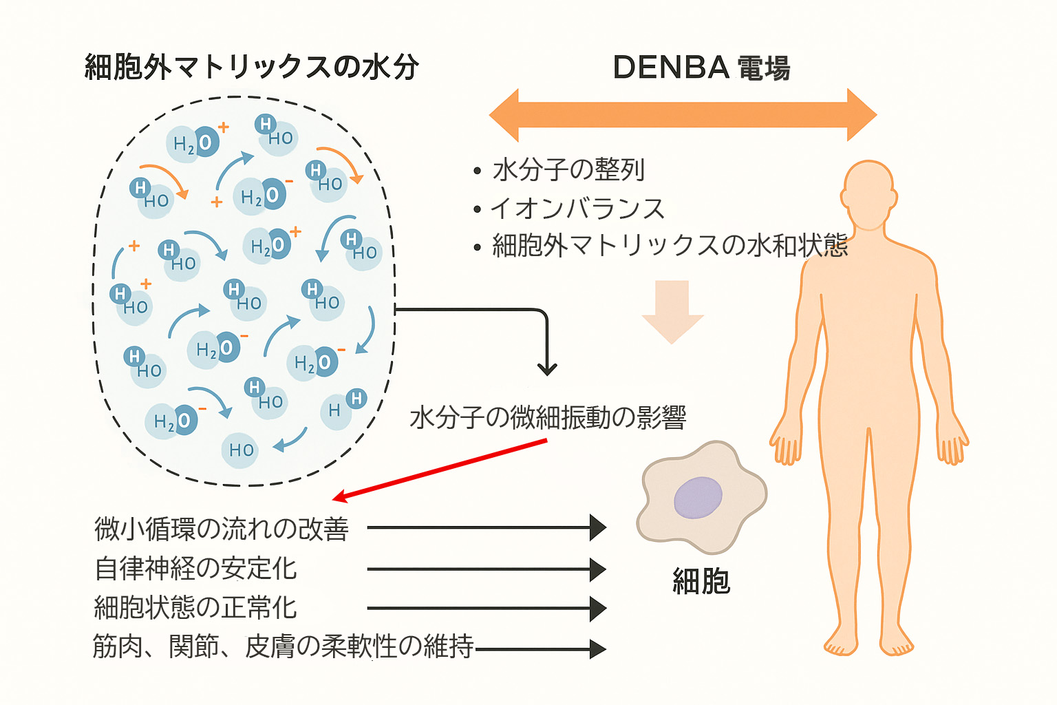 DENBA電場がECM水分と細胞に与える影響図